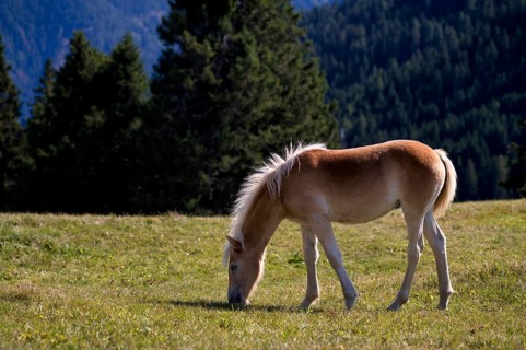 Haflinger horses, foal (Equus ferus caballus) on the pasture, mountain meadow, Vigiljoch near Lana,