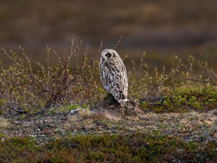 Short-eared owl (Asio flammeus) sitting on the ground resting, in the tundra, May, Varanger