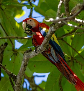 Scarlet macaws (Ara macao) in bengal almond (Terminalia catappa), Puntarenas province, Costa Rica,