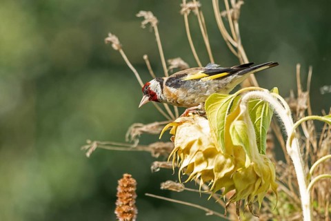 European goldfinch (Carduelis carduelis), also known as goldfinch, sitting on a faded sunflower,