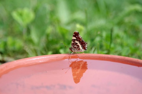 Map butterfly (Araschnia levana), butterfly, reflection, water, The butterfly is reflected in the