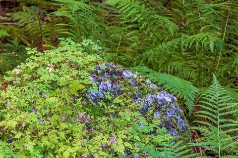 Peltigera (Peltigeraceae) lichens growing on a rock in a forest