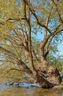 Willows (Salix) with autumn leaves on the lakeshore, blue sky, Möhnetalsperre, North
