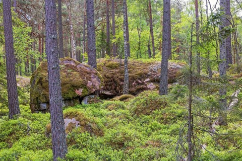 Coniferous forest with pine trees moss covered rocks and blueberry bushes on a summer day, Sweden,
