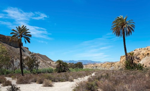 Desert-like scene with two tall palm trees, sandy hills and dense bushes under a clear blue sky,