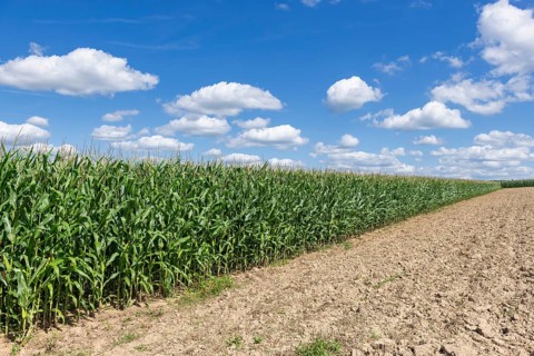Symbolic image, renewable energies, maize plants, biogas plant, feed maize, maize cobs, clouds,