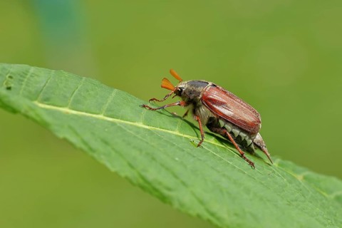 Northern cockchafer (Melolontha hippocastani), male, on a leaf of a horse chestnut (Aesculus