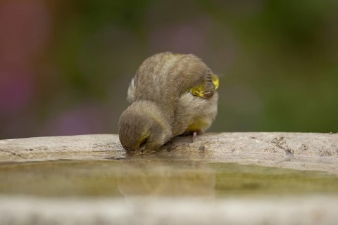 European greenfinch (Chloris chloris) adult bird drinking water from a garden bird bath in the