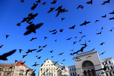 Banat, Timisoara, Timisoara, Old Town, Birds flying over the Piata Operi, Romania, Europe