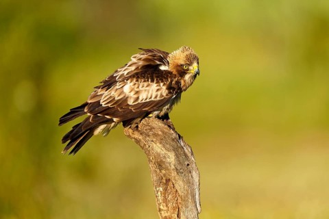 A falcon with fluffed up up feathers sits on a branch, the background is blurred