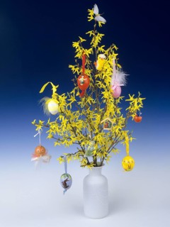 Easter bush of flowering forsythia, hung with colourful Easter eggs