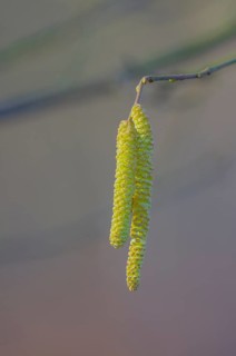 Close-up with male flower catkins of the common hazel (Corylus avellana), landscape format, nature,