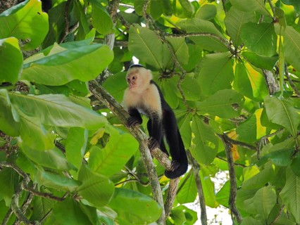 White-headed capuchin (Cebus imitator), Manuel Antonio National Park, Costa Rica, Central America