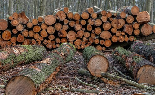Pile of wood in the forest, Berlin suburbs, Germany, Europe