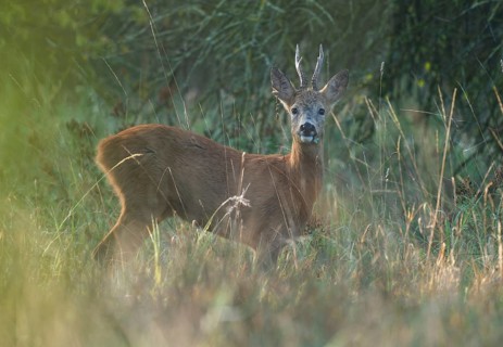European roe deer (Capreolus capreolus), roebuck with cloverleaf in its mouth, Aesir looking