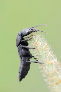 Devil's coach-horse beetle (Ocypus olens), North Rhine-Westphalia, Germany, Europe