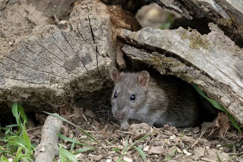 Brown rat (Rattus norvegicus) under dead wood, Austria, Upper Austria, Europe