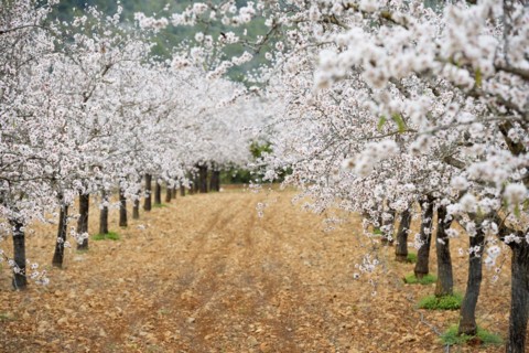 Flowering almond trees (Prunus dulcis), near Alaró, Serra de Tramuntana, Majorca, Balearic Islands,