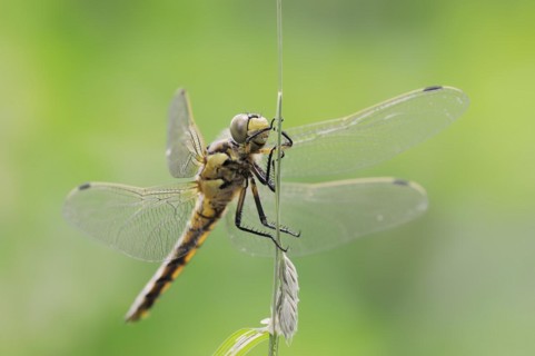 Black-tailed skimmer (Orthetrum cancellatum), female, North Rhine-Westphalia, Germany, Europe
