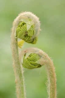 Crown fern or claytosmunda (Osmunda claytoniana), leaf emergence in spring, ornamental plant, North