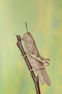 Egyptian locust (Anacridium aegyptium), Camargue, Provence, southern France