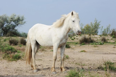 Camargue stallion, stallion, Camargue, Provence, South of France
