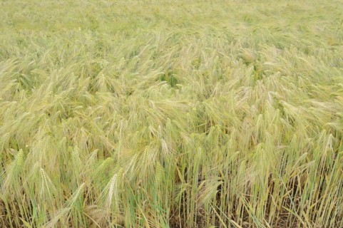 Field with rye (Secale cereale), North Rhine-Westphalia, Germany, Europe