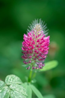 Flower of incarnate clover (Trifolium incarnatum), Bavaria, Germany, Europe