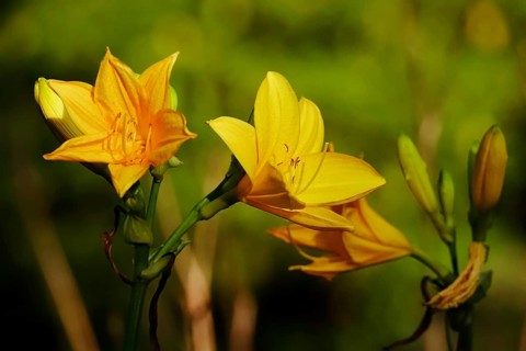 Yellow lilies, summer, Germany, Europe