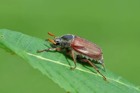 Northern cockchafer (Melolontha hippocastani), male, on a leaf of a horse chestnut (Aesculus