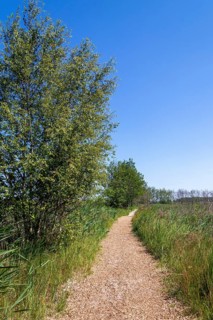 Circular hiking trail, trees, grass, Darßer Ort, Born a. Darß, Mecklenburg-Vorpommern, Germany,
