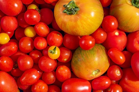 Various red and yellow tomatoes (Solanum lycopersicum), freshly harvested, full size