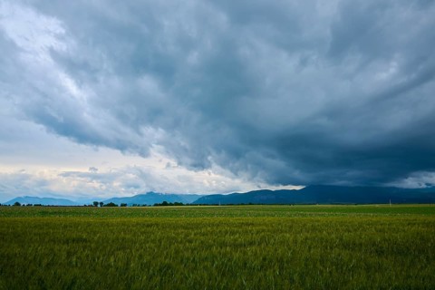 Storm clouds over a wheat field (Triticum), and mountains in the background, summer, Valensole,