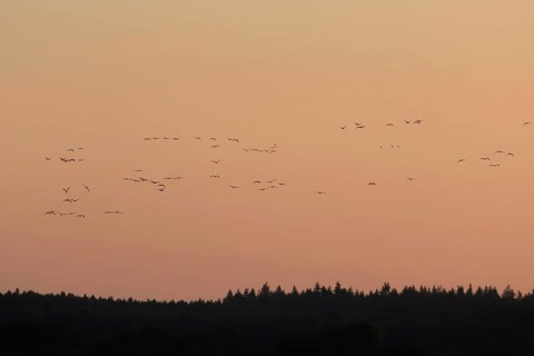 Evening sky at the Baltic Sea near Peenemünde, cranes in the sky, September, Mecklenburg-Western