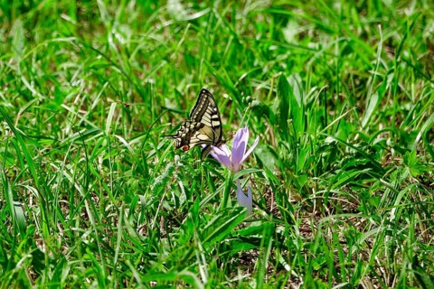 Sail butterfly (Iphiclides podalirius), August, Murnauer moss, Bavaria, Germany, Europe