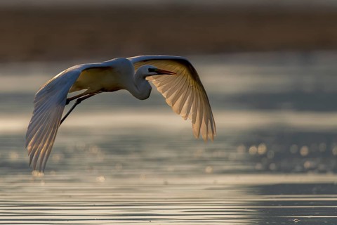 Great Egret, (Egretta alba), flying over shallow water of a fish pond in beautiful morning light,