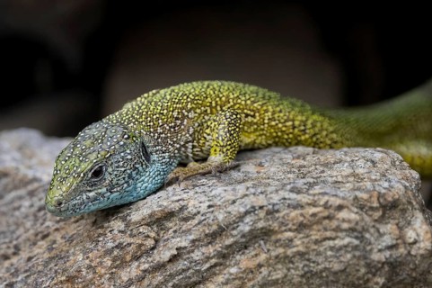A green and yellow lizard rests on a rough, grey stone