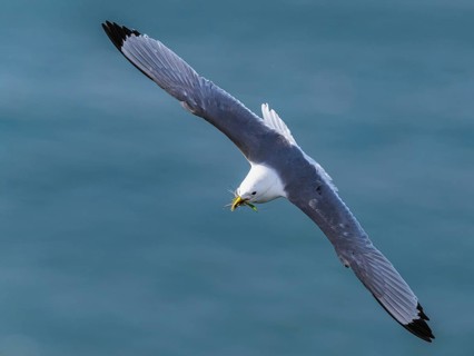 Black-legged Kittiwake, Rissa tridactyla, bird in flight over sea