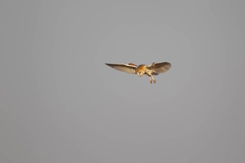 Barn owl (Tyto alba) adult bird hovering in flight, Norfolk, England, United Kingdom, Europe