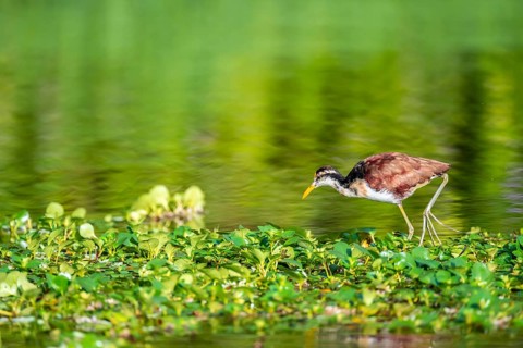 Yellow-fronted Jacana runs on aquatic plants, Tortuguero National Park, Costa Rica, Central America