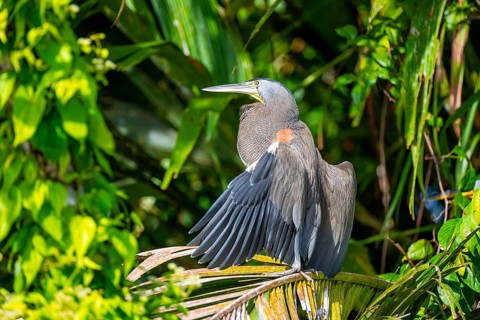 Bare-throated tiger heron (Tigrisoma mexicanum) in a tree, Tortuguero National Park, Costa Rica,