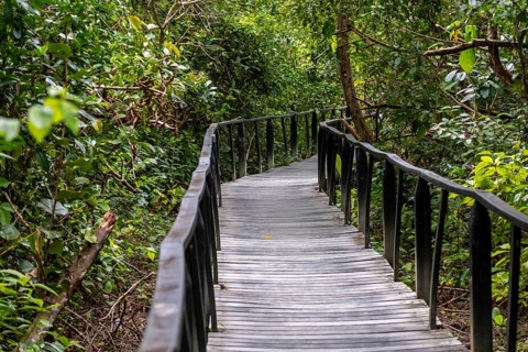 Path in the jungle in Cahuita National Park, Costa Rica, Central America