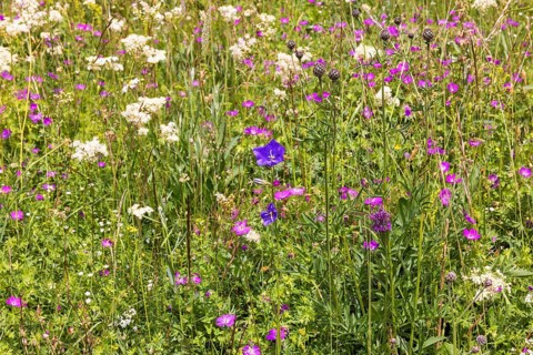 Blooming meadow with wild flowers such as Peach-leaved bellflower (Campanula persicifolia),
