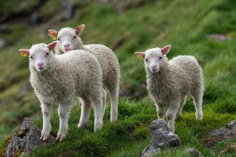 Sheep, lambs, Iceland, Europe