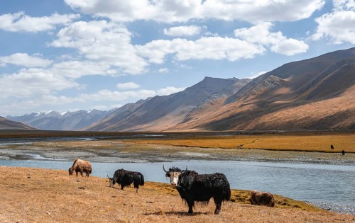 Yaks by a river, Burkhan Valley, Terskey Ala-Too, Tien Shan, Issyk Kul Province, Kyrgyzstan, Asia