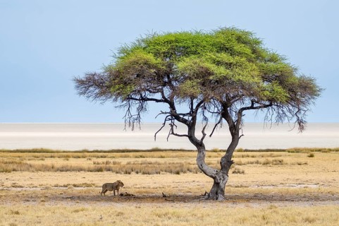 Two lions (Panthera leo), juvenile males, standing and lying, under a green acacia tree at the