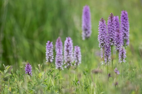 Southern marsh orchid (Dactylorhiza praetermissa), Emsland, Lower Saxony, Germany, Europe