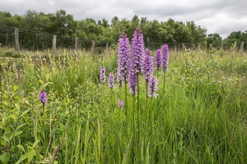 Southern marsh orchid (Dactylorhiza praetermissa), Emsland, Lower Saxony, Germany, Europe