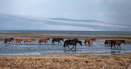 A herd of horses runs through the water at Song Kul mountain lake, Naryn region, Kyrgyzstan, Asia