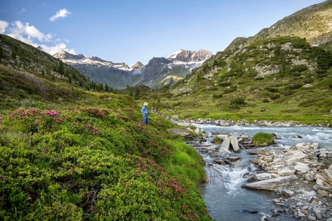 Photographer between alpine roses at the mountain stream Zemmbach, behind mountain peak Kleiner